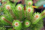 - Pinus nigra ‘Oregon Green’ Austrian Black Pine Tree - Mr Maple │ Buy Japanese Maple Trees