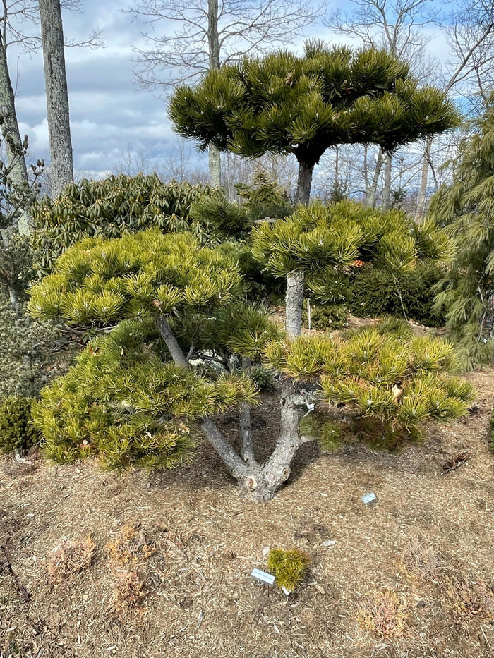 - Pinus nigra ‘Oregon Green’ Austrian Black Pine Tree - Mr Maple │ Buy Japanese Maple Trees