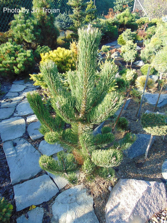- Pinus nigra ‘Oregon Green’ Austrian Black Pine Tree - Mr Maple │ Buy Japanese Maple Trees