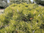 - Pinus nigra ‘Oregon Green’ Austrian Black Pine Tree - Mr Maple │ Buy Japanese Maple Trees