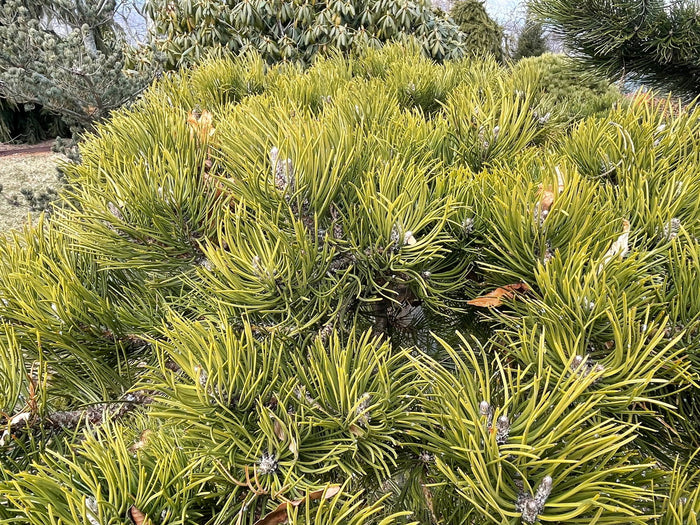 - Pinus nigra ‘Oregon Green’ Austrian Black Pine Tree - Mr Maple │ Buy Japanese Maple Trees
