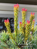 - Pinus parviflora 'Aoi' Blue Japanese White Pine - Mr Maple │ Buy Japanese Maple Trees