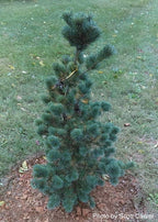 - Pinus parviflora 'Aoi' Blue Japanese White Pine - Mr Maple │ Buy Japanese Maple Trees