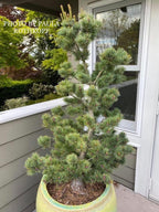 - Pinus parviflora 'Aoi' Blue Japanese White Pine - Mr Maple │ Buy Japanese Maple Trees