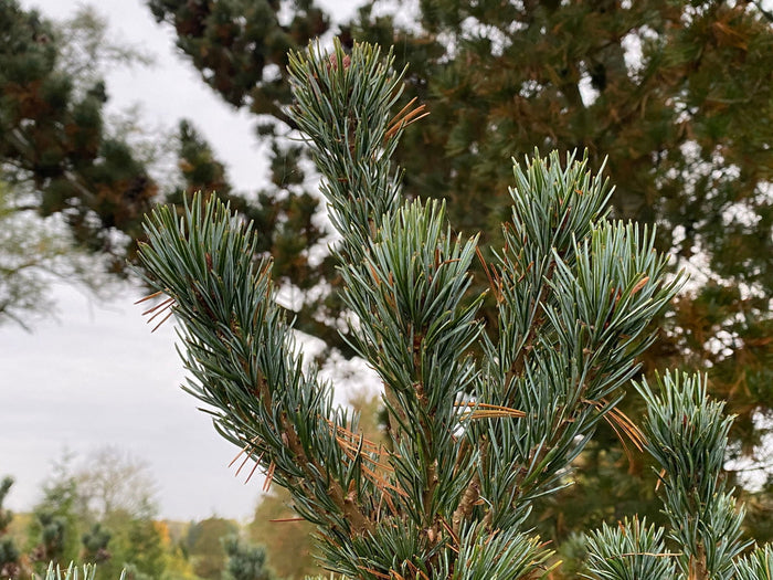 - Pinus parviflora 'Aoi' Blue Japanese White Pine - Mr Maple │ Buy Japanese Maple Trees