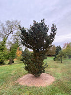 - Pinus parviflora 'Aoi' Blue Japanese White Pine - Mr Maple │ Buy Japanese Maple Trees