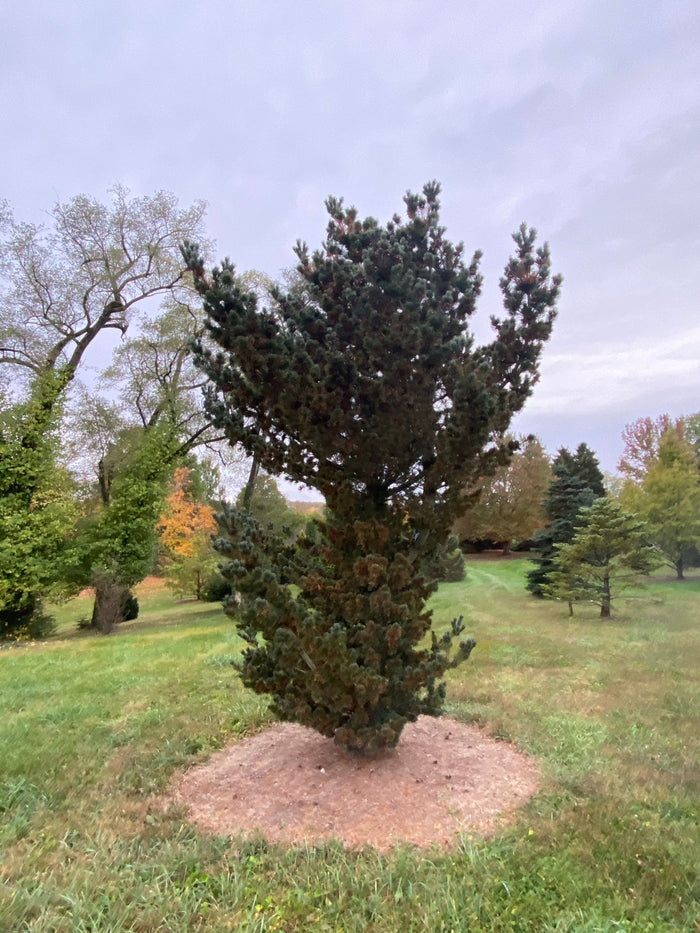 - Pinus parviflora 'Aoi' Blue Japanese White Pine - Mr Maple │ Buy Japanese Maple Trees