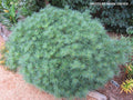 - Pinus strobus 'Elkins Dwarf' Dwarf White Pine Tree - Mr Maple │ Buy Japanese Maple Trees