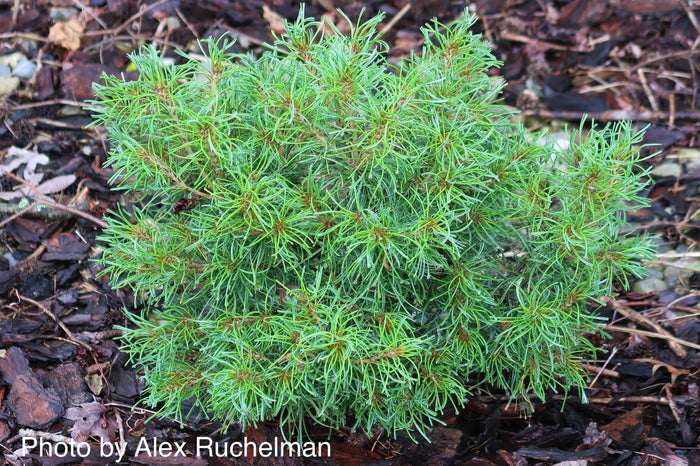 - Pinus strobus 'Mini Twists' Dwarf White Pine - Mr Maple │ Buy Japanese Maple Trees