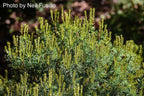 - Pinus strobus 'Mini Twists' Dwarf White Pine - Mr Maple │ Buy Japanese Maple Trees
