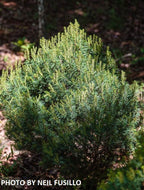 - Pinus strobus 'Mini Twists' Dwarf White Pine - Mr Maple │ Buy Japanese Maple Trees