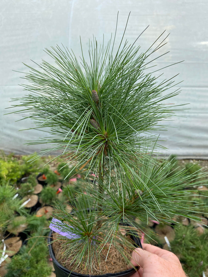 - Pinus strobus x ‘Domingo' Hybrid White Pine Tree - Mr Maple │ Buy Japanese Maple Trees