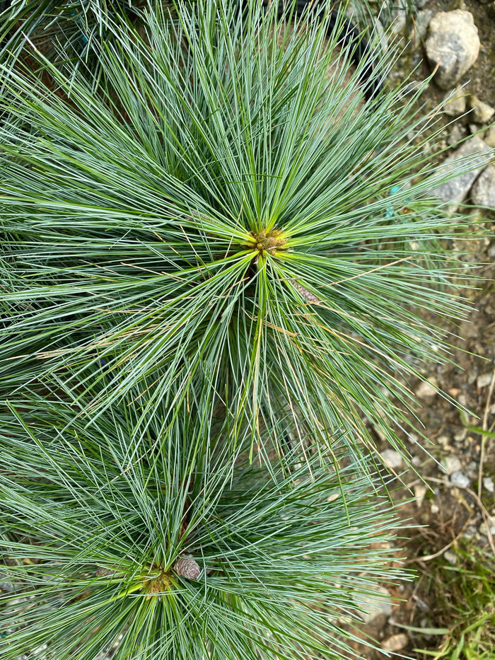 - Pinus strobus x ‘Domingo' Hybrid White Pine Tree - Mr Maple │ Buy Japanese Maple Trees