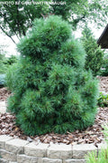- Pinus sylvestris 'Globosa Viridis' Dwarf Scots Pine - Mr Maple │ Buy Japanese Maple Trees