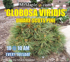 - Pinus sylvestris 'Globosa Viridis' Dwarf Scots Pine - Mr Maple │ Buy Japanese Maple Trees