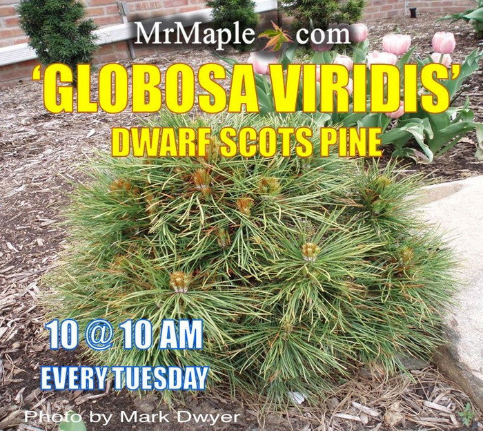 - Pinus sylvestris 'Globosa Viridis' Dwarf Scots Pine - Mr Maple │ Buy Japanese Maple Trees
