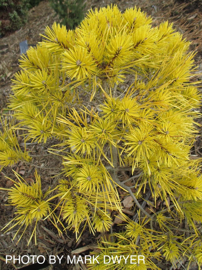 - Pinus sylvestris 'Nisbet's Gold' Aurea Nisbet Winter Yellow Scots Pine - Mr Maple │ Buy Japanese Maple Trees