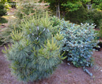 - Pinus x schwerinii ‘Wiethorst' Schwerin’s Pine Tree - Mr Maple │ Buy Japanese Maple Trees