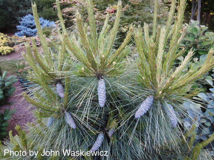 - Pinus x schwerinii ‘Wiethorst' Schwerin’s Pine Tree - Mr Maple │ Buy Japanese Maple Trees