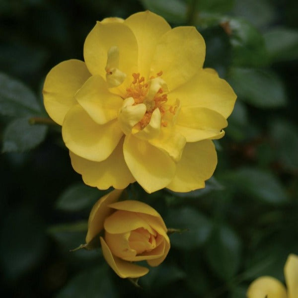 oso easy lemon zest bloom next to a fully bloomed open yellow bloom