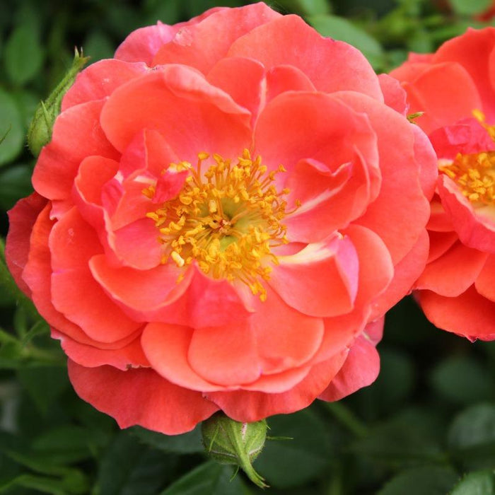soft round pink petals of the oso easy mango salsa rose with a white backdrop