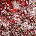 Purple Leaf Sand Cherry displaying a dense upright habit with maroon purple foliage and seasonal color contrast