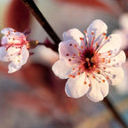 Close-up of Purple Leaf Sand Cherry flowers showing fragrant white blooms with soft pink tints against dark foliage