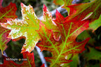 - Quercus rubra 'Greg’s Variegated' Variegated Red Oak Tree - Mr Maple │ Buy Japanese Maple Trees