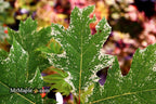- Quercus rubra 'Greg’s Variegated' Variegated Red Oak Tree - Mr Maple │ Buy Japanese Maple Trees