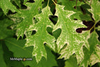 - Quercus rubra 'Greg’s Variegated' Variegated Red Oak Tree - Mr Maple │ Buy Japanese Maple Trees