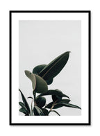 Minimalistic wall poster by Opposite Wall with Ficus rubber elastica botanical photography