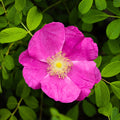 Close-up of Rugosa rose bloom showing rich pink-red petals with golden center and strong texture, surrounded by dark green wrinkled foliage