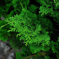 Tempelhof Hinoki Cypress Shrub with green foliage