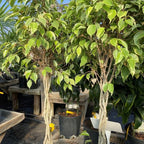 braided variegated ficus benjamina trees