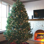 white pine chistmas trees look amazing when decorated in a home