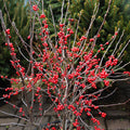 Winter Red winterberry holly in winter, bare branches packed with bright red berries, planted near evergreens for bold contrast.