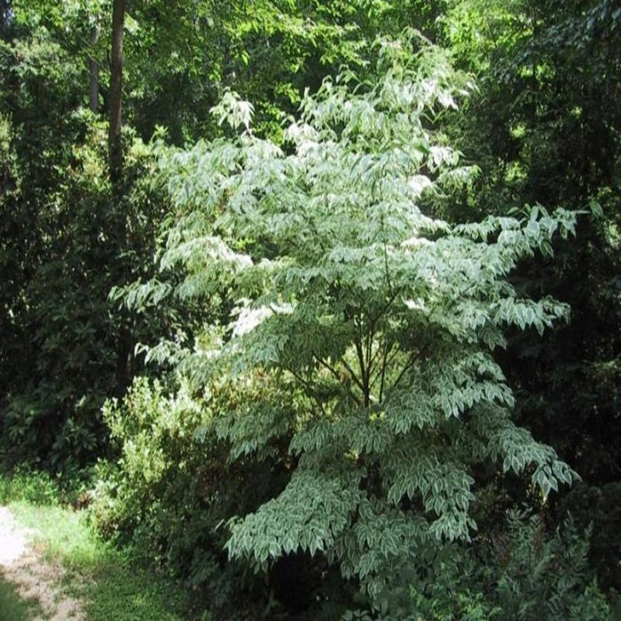 Wolf Eyes Dogwood Tree brightening a shady garden
