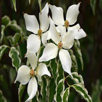 The bright white spring flowers of Wolf Eyes Dogwood