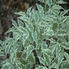The pure white variegated dogwood leaves